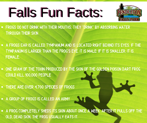 Falls fun facts