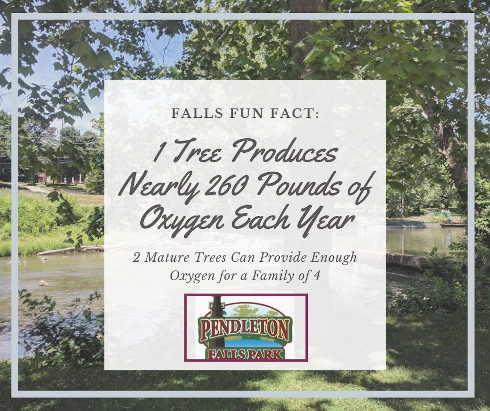 Tree facts